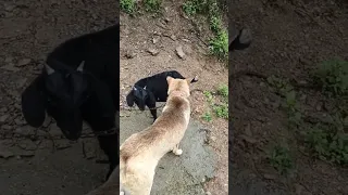 Dog Is Looking For Goat Animal Love Dogs Pets Cat Goat 