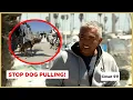 Stopping an Aggressive Dog from Pulling the Leash Cesar 911