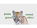 Download Lagu How A Puma Growling / Sound Effect / Animation
