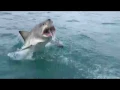 Download Lagu Great White Shark Breaching