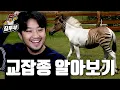Download Lagu 동물들의 퓨전 형태 알아보기