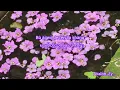 Download Lagu Jumping Machine ( 跳楼机) - LBI( 利比)  Pinyin+Myanmar Lyrics Translation Video