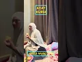 Download Lagu AYAT KURSI MERDU PENGANTAR TIDUR #ayatulkursi #ayatkursipengantartidur