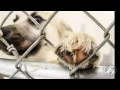 Morrow County Dog shelter Open House 2016
