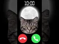 Download Lagu #iphone #cat #ringtone #shortvideo #kitten