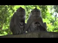 4K HDR Monkey Business - Life of Monkeys - Animal Documentary - Fun & Relaxing Music Video - No Talk