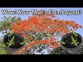 Download Lagu Grow Flamboyant Tree from Seeds / Royal Poinciana