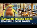 Download Lagu Suara Alam atau Kicauan Burung Tetap Harus Bayar Royalti, Ketua LMKN Klarifikasi