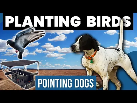 EVERYTHING You Need to Know About Using a Bird Launcher to Successfully Train your POINTING DOG!