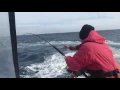 【澳洲生活】Portland小镇 钓蓝鳍金枪鱼140kg Australian Bluefin Tuna 140kg