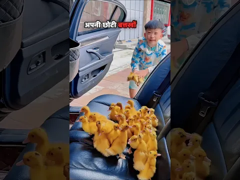 The Bond Between a Boy and His Ducks