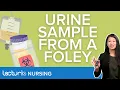 Urine Specimen Collection from an Indwelling Foley Catheter Lecturio Nursing Clinical Skills