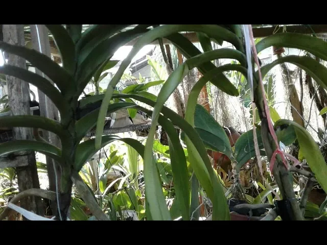 BLACK FUNGUS! HOW TO CARE VANDA ORCHID BARE ROOTS VANDA ORCHID CARE TIPS