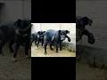 Download Lagu bhains ka dance🤣🤣 #trending #viralvideo
