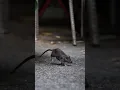 Trash Bins Are Turning the Tide in NYC s War on Rats