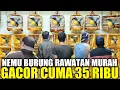 Download Lagu UPDATE HARGA TLEDEKAN GUNUNG GACOR HARI INI DIKIOS PASAR PRAMUKA TERNYATA CUMA SEGINI HARGANYA