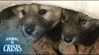 Download Puppy Siblings Stuck Inside A Drainage Pipe Keep Each Other Alive | Animal in Crisis EP84 MP3