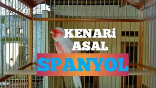 Download Masteran KENARI ring E SPANYOL red mozaik MP3