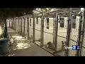 Hawaiian Humane Society waives all adoption fees for weekend