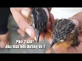 Download Lagu JANGAN SAMPAI NYESEL‼️JIKA BELI BURUNG INI TANPA PIKIR2 DULU‼️@KangarifPantau