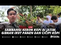 Download Lagu 🔴LIVE - Gibran Panen Kopi di Bondowoso, Minta Petani Ijen Tingkatkan Kualitas dan Produktivitas