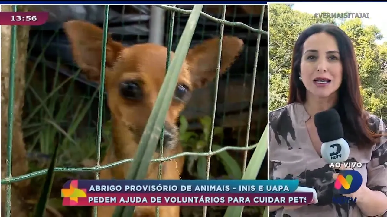 Abrigo provisório de animais precisa de voluntários para cuidar dos pets