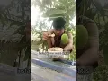 Lagu AKIBAT MOKEL DISIANG HARI || ANAK INI JATUH DARI ATAS GENTENG SAAT MAKAN MANGGA