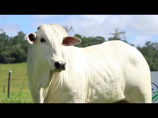 Touro Nelore VLRZ - 1206