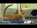 Clear the Shelters Meet the free kittens