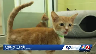 Clear the Shelters Meet the free kittens