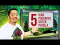 Download Lagu Top 5 Ikan Predator Untuk Pemula!! Plus Cara Merawatnya!!