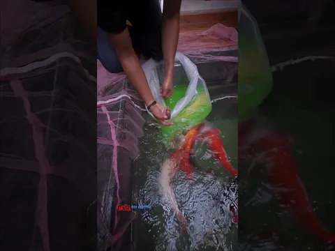 Upgraded our client's koi pond with fully automatic SUMI - 15 RDF at Coimbatore
