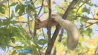В ОмГАУ запустили туристический проект