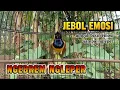 Download Lagu SOGON GACOR DAN NGLEPER AMPUH UNTUK MEMANCING EMOSI LAWAN BIKIN GACOR #sogon #sogongacor 