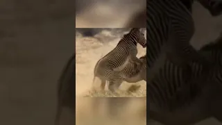 الحمار الوحشي ومدي قوته 