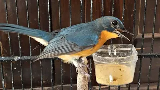 suara tledekan gunung jantan belajar bunyi ampuh pancing sikatan bahan agar cepat berkicau gacor lot