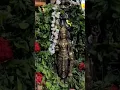 Download Lagu krishna guruvayoorappa 🙏