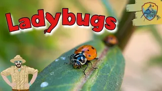amazing ladybug facts for kids kids nature show