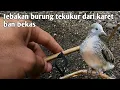 Download Lagu Cara membuat jebakan burung tekukur
