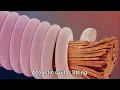 Things Under MicroScope Part 4