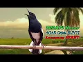 Lagu pancingan kacer, suara kacer ngeplong gacor, masteran kacer durasi panjang Berjam jam!