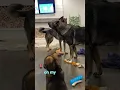 Life With Dogs