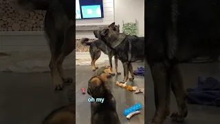 Life With Dogs