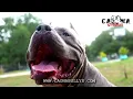 XL Razors Edge Comeback By Caona Bully Kennels Restoring a Legacy - Work In Progress