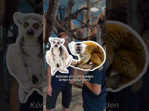 Können sich die Schwarzen Lemuren mit den Kattas fortpflanzen? 🤔🐒#hausdesmeeres #wien #tierwelt