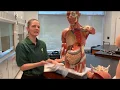 Body Cavities