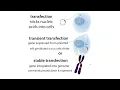 Download Lagu Genetic Knock-Down (e.g. with RNAi - siRNA or shRNA) \u0026 Knock-Out (e.g. with CRISPR/Cas)