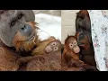 Download Lagu Meet Berani: The Most Unusual Orangutan Dad at Denver Zoo!