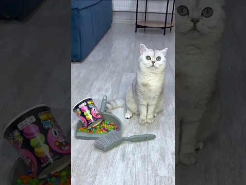 МАРСЕЛЬ ОБМАНЩИК #cat
