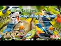 Download Lagu SUARA PIKAT BURUNG KECIL DAN BESAR AMPUH ANTI ZONK MP3, SUARA PIKAT SEMUA BURUNG